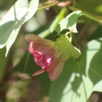 Gossypium hirsutum L.